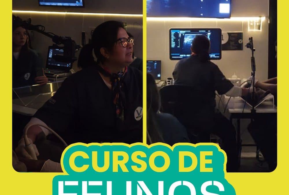 Curso de Ultrassonografia em Felinos